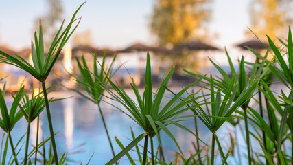 Obraz premium Zyperngras am Pool