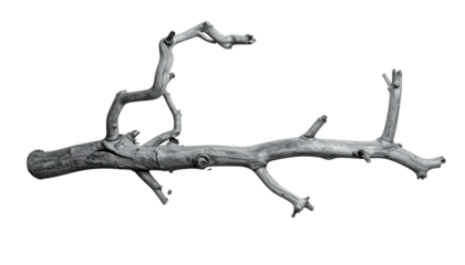 Twisted bare branch, stark monochrome, isolated on black