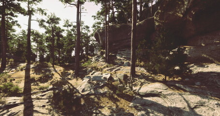 A winding trail meanders through a forest of tall trees and rugged rocks during daylight. The sunlight casts shadows on the ground, creating a serene atmosphere.