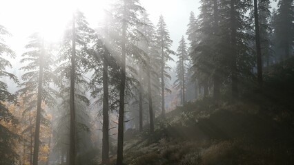 Naklejka premium Soft beams of sunlight pierce the dense mist among towering pine trees, creating a serene and magical atmosphere in the forest during early morning hours.