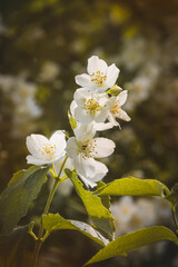 Jasmine flowers on a blurred background on a sunny day in June. Close-up of the flower.