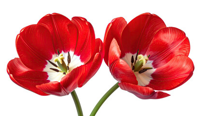 Pair of bright red tulips blooming, black background