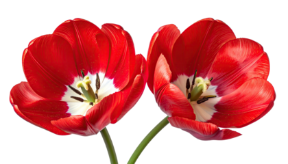 Pair of bright red tulips blooming, black background