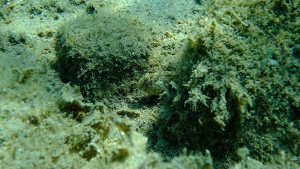 Rusty blenny or Black Sea blenny (Parablennius sanguinolentus) undersea, Aegean Sea, Greece, Halkidiki, Pirgos beach