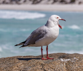 An image of a yawning Australian Silver Gull (Chroicocephalus novaehollandiae) 