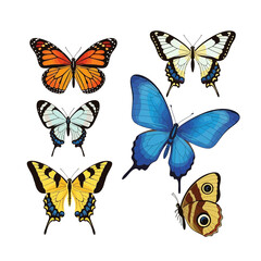 A beautiful collection of six different colorful butterfly illustrations.
