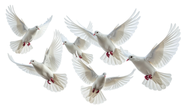Six doves in flight, wings spread, against a dark background