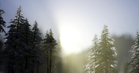 Bright sunlight streams through a misty winter forest, illuminating snow covered evergreen trees. The soft glow creates a serene and peaceful atmosphere amidst the cold.