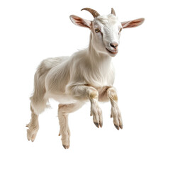 Fototapeta premium A leaping white goat on transparent background