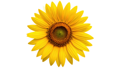 Radiating sunflower bloom, bright yellow petals, dark center detail