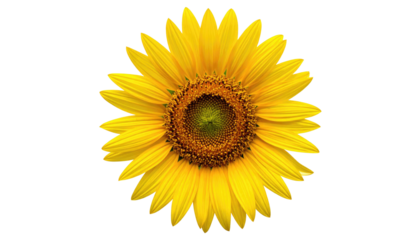 Radiant sunflower bloom with vibrant yellow petals against black