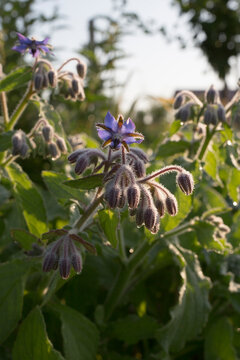 Blue Borage Flowers and Buds Glowing in Soft Morning Light
