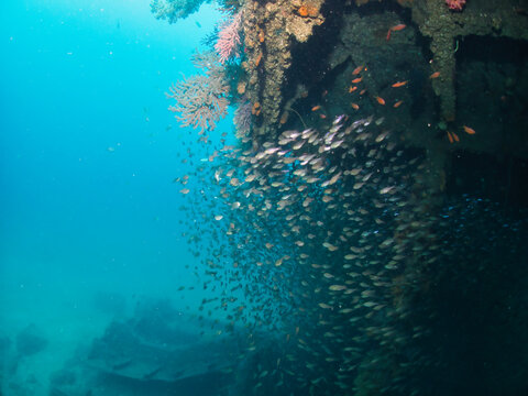 Wreck covered colorful soft coral