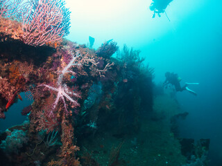 Wreck covered colorful soft coral