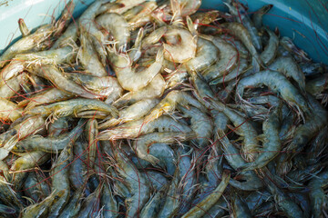 A plentiful harvest of fresh shrimp, showcasing their natural colors and textures. Ready for...