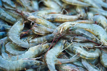 A vibrant close-up showcases fresh, raw shrimp, their shells exhibiting a spectrum of blues and grays. The seafood evokes thoughts of culinary delights and healthy eating, ideal for stock usage.