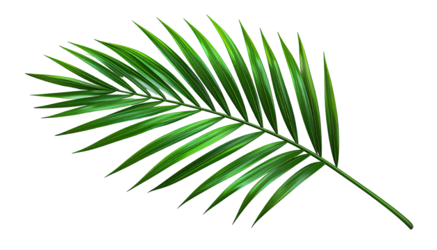 Arching bright green palm frond isolated on a black background