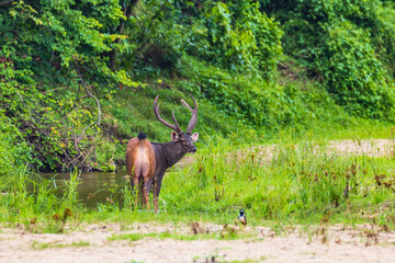 The deer, wild animal live in the grasslands.