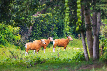 The banteng,  a rare wild animal live in the grasslands.