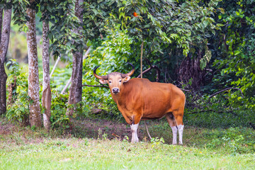 The banteng,  a rare wild animal live in the grasslands.