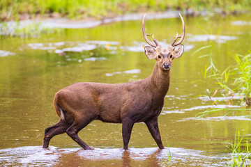 The deer, wild animal live in the stream.