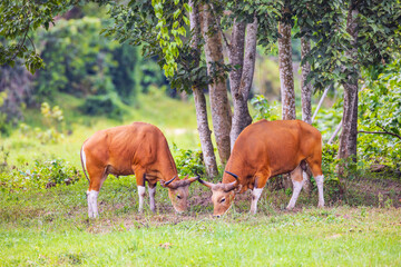 The banteng,  a rare wild animal live in the grasslands.
