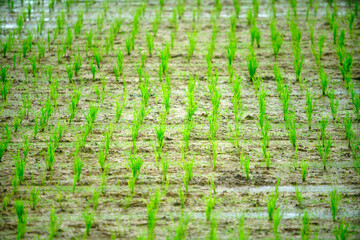 Fresh Green Rice Seedlings in a Wet Field Under Natural Light