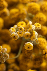 Dried tansy flowers macro close-up in natural light