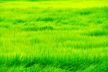 Vibrant Green Rice Field Under Bright Sunlight in Rural Landscape