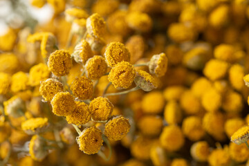 Dried tansy flowers macro close-up in natural light