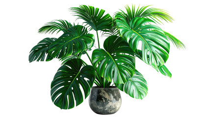 Lush Monstera plant in speckled pot against black background