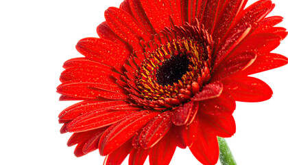 Close-up, radiant red gerbera daisy with dark center