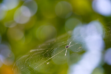 Delicate Spider Web Glimmering in Nature's Soft Green Background