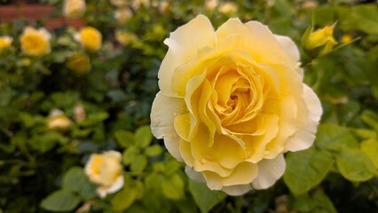 Yellow roses in garden