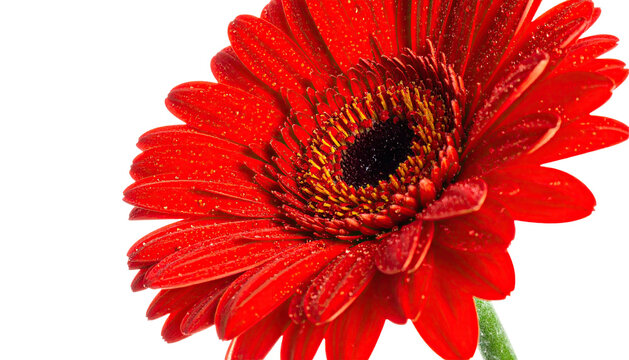 Close-up, radiant red gerbera daisy with dark center