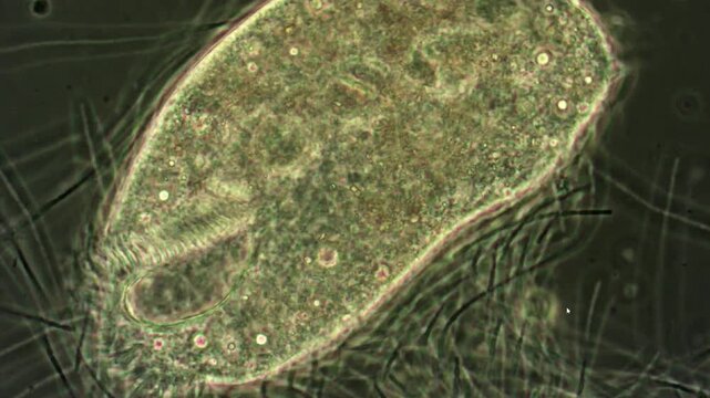 A large cell of a living ciliate with rapidly moving cilia as seen under a microscope.
