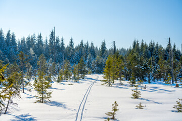 A bright, sunny day reveals a peaceful backcountry skiing trail. Snow blankets the landscape, and tall evergreen trees surround the serene path. Perfect conditions for outdoor adventure.