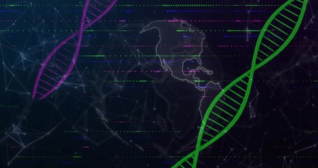 Displaying digital globe with Americas outline in data network, with magenta green DNA helices