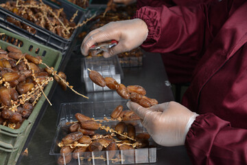 Worker Sorting and Packing Dates in Tunisia