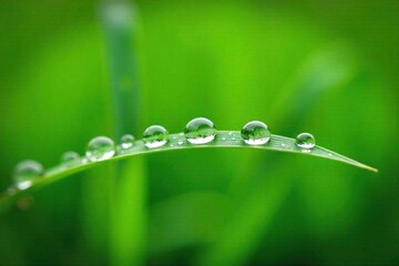 Macro view of dew drops clinging to vibrant green grass blades, a fresh, natural, and serene morning scene. Macro photograph of clear, sparkling dew drops clinging to vibrant, fresh green grass