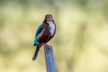 The White-throated Kingfisher on a branch
