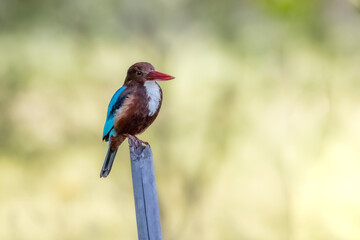 The White-throated Kingfisher on a branch