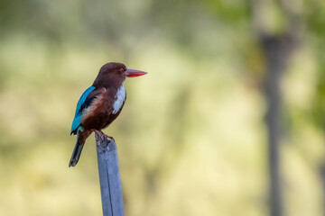 The White-throated Kingfisher on a branch