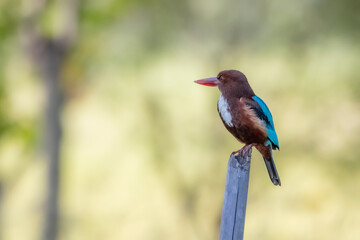 The White-throated Kingfisher on a branch