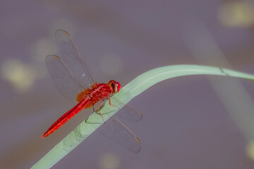A Dragonfly on a branch