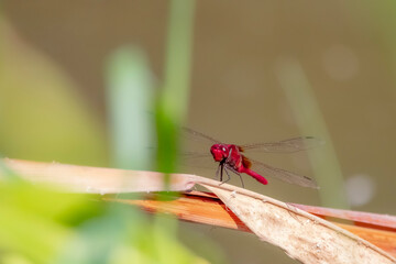 A Dragonfly on a branch