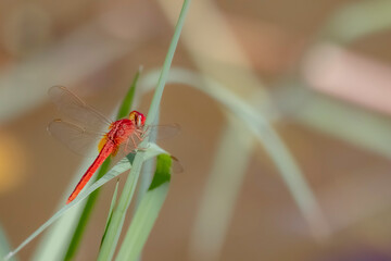A Dragonfly on a branch