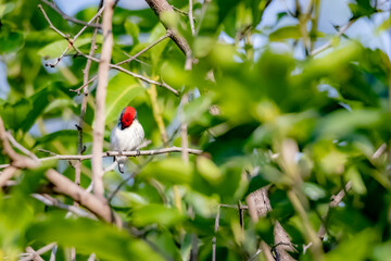 The Scarlet-backed Flowerpecker on a branch