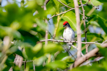 The Scarlet-backed Flowerpecker on a branch