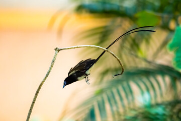 The Japanese Paradise-flycatcher on a branch